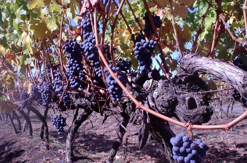 In Mexico: Andes Wines relaunches rescue old vineyards initiatives to create new wines and help local producers