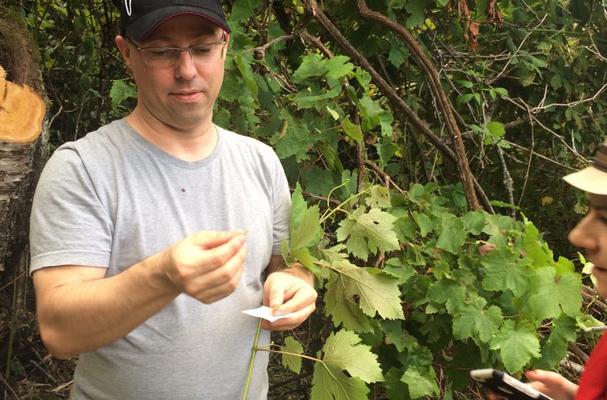  The Lost Bonarda Vine of Patagonia: DNA Profiling Reveals a Hidden Chapter of Chile’s Viticultural Heritage