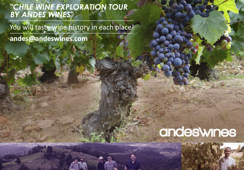  Old Vines in Chile: Unique Wine Terroirs Explorations