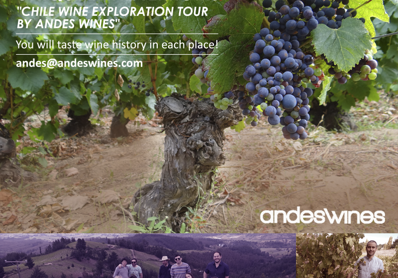 Old Vines in Chile: Unique Wine Terroirs Explorations
