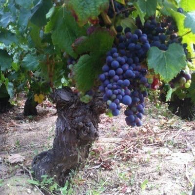 Primera Guía de Vinos de Antiguos Viñedos y Zonas Extremas de Chile