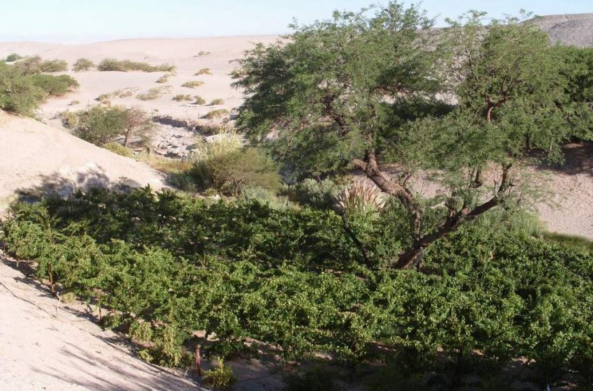 Atacama: Vinos de Toconao pierden competitividad y fueron destacados en Crucero National Geographic Explorer