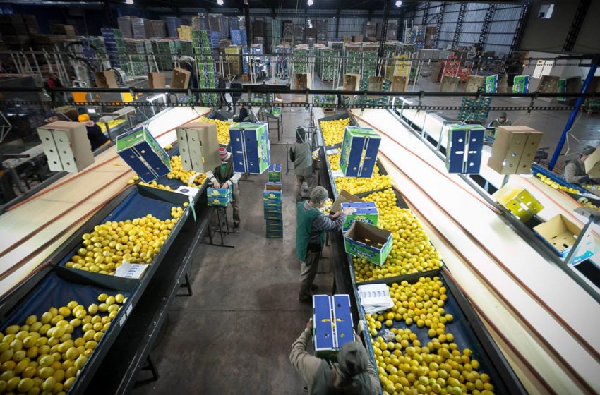 Alza de temperaturas y escasez de agua afectará calidad de fruta que se deberá controlar en Packings