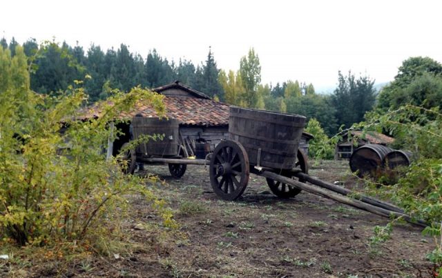 Rescuing Chile’s old vines and the search for ancient abandoned vineyards