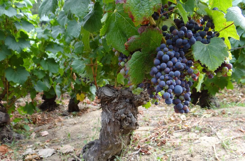  In Chile: Climate Change Wine Tour of Ancient Vineyards to be launched to save old vines