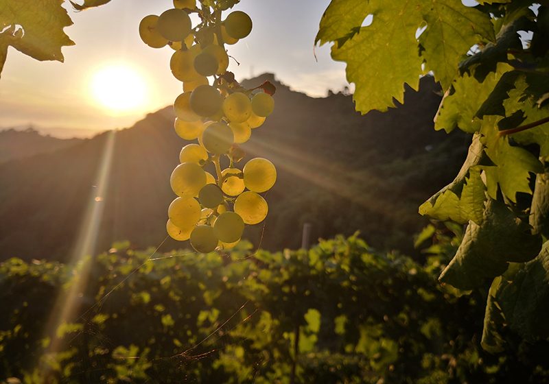 Lorieri, la viña italiana que produce vinos naturales y posee su propio laboratorio de uvas