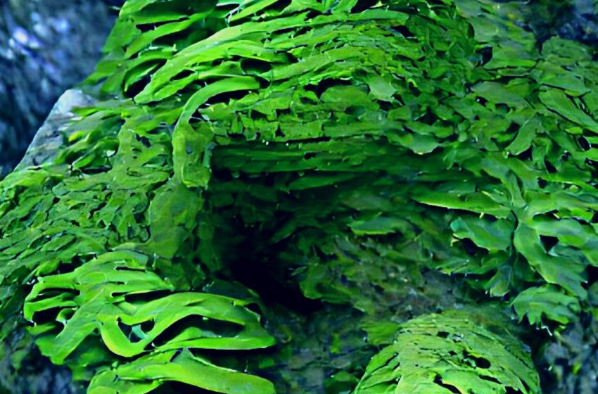 Regenerative NFTs: A how-to Start Guide for Climate conscious artists