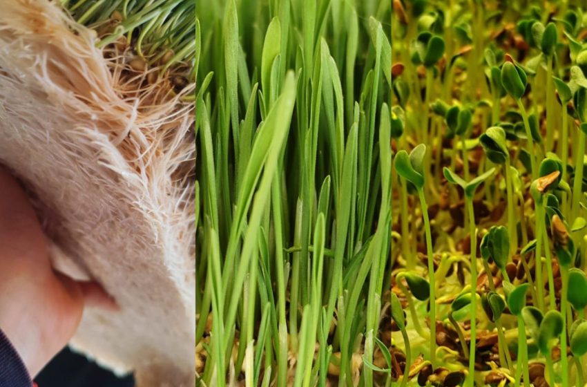 🌱 ¿Tienes un Restaurante, Hotel o Empresa de Catering y te interesa cultivar tus propias verduras y hierbas frescas?